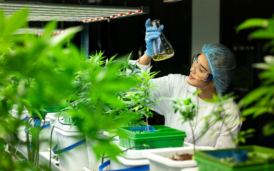 Scientist at cannabis farm with extracted cannabis oil Among the cannabis plants growing beautiful leaves in the plant